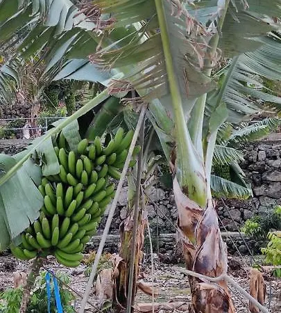 Apartament Independent House In Rural Setting La Orotava