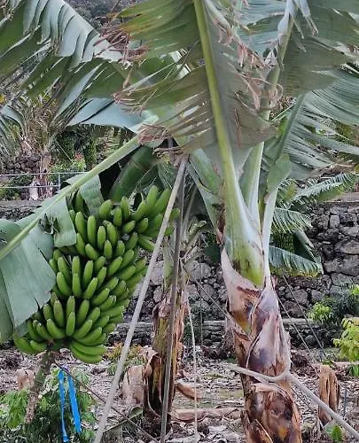 Appartamento Independent House In Rural Setting La Orotava